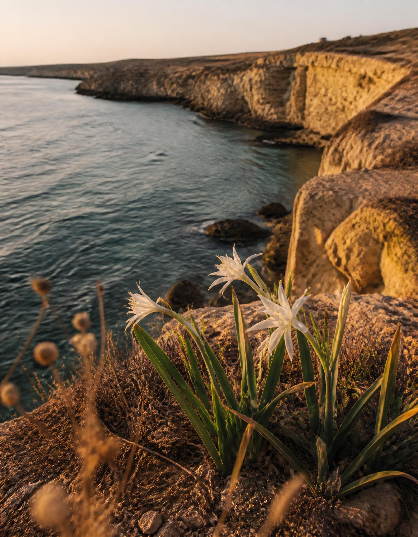 Sea daffodils growing on limestone cliffs above the Cyprus coastline at golden hour